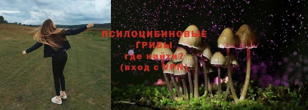 ГАЛЛЮЦИНОГЕННЫЕ ГРИБЫ Аркадак